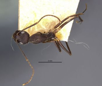 Media type: image;   Entomology 21494 Aspect: habitus dorsal view